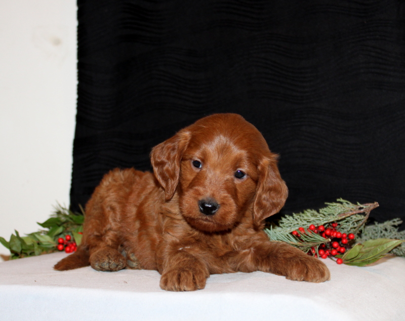 puppy, for, sale, Mini Goldendoodle F1, Matthew B. Stoltzfus, dog, breeder, Gap, PA, dog-breeder, puppy-for-sale, forsale, nearby, find, puppyfind, locator, puppylocator, aca